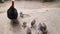 Turkey feeds chicks in the poultry yard of the farm