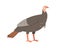 Turkey female bird icon. Domestic farm or wild turkey.