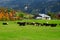 Turkey, Flock of sheep in autumn