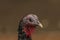 Turkey head detail with color nice background