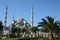 Turkey. Istanbul. Blue mosque and palm tree