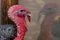 Turkey looks at its own reflection, at Babylonstoren Farm, Franschhoek, South Africa