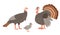 Turkey male and female domestic farm birds family