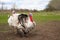 Turkey male or gobbler in the village grazing