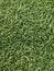 Turkey Mini Soccer Grass