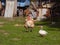 Turkey with a muscovy duck walking in the garden on a farm