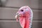 turkey portrait, beautiful colorful turkey head, bird beak.