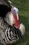 Turkey, Portrait of Male, Normandy