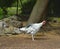 Turkey - Royal palm hen