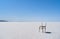 Turkey salt lake views and standing on chairs salts
