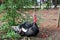 Turkey standing on the soil ground with the tree. It is a large mainly domesticated game bird, having a bald head and red wattles.