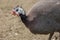 turkey strutting on a organic farm