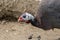 turkey strutting on a organic farm