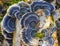 Turkey tail bracket fungus [Blue variety]