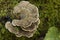 Turkey Tail or Many Zoned Polypore