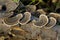 Turkey Tail or Many Zoned Polypore