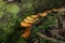 A turkey tail mushroom cluster growing on a fallen rubber stump with the green moss