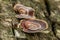 Turkey Tail Mushroom growing on dead hardwood stump