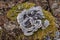 Turkey tail mushroom, in Latin called Coriolus versicolor and Polyporus versicolor.