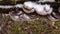 Turkey tail mushroom on a tree trunk. Trametes versicolor medicinal helthcare plant in the forest during autumn