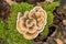 Turkey tail mushrooms