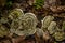 Turkey Tails