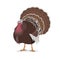 Turkey vector cartoon mascot, poultry farm fowl