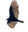 Turkey Vulture