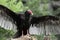 Turkey vulture