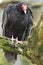 Turkey vulture