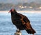 Turkey Vulture