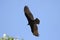 Turkey Vulture