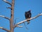 Turkey Vulture