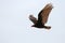 Turkey Vulture