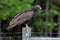 Turkey Vulture on Barbed Wire