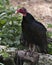 Turkey Vulture Bird Photo. Image. Portrait. Picture. Perched on log. Bokeh background. Wildflowers