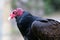 Turkey Vulture Bird in Profile