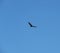 Turkey Vulture Buzzard Soaring in Thermal