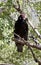 Turkey vulture calls from tree perch