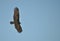 Turkey vulture Cathartes aura against a blue sky