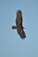 Turkey vulture Cathartes aura against a blue sky