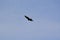 Turkey Vulture (Cathartes aura) in flight above Tiny Marsh