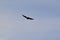 Turkey Vulture (Cathartes aura) in flight at Tiny Marsh