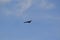 Turkey Vulture (Cathartes aura) flying by wispy clouds above Tiny Marsh