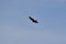 Turkey Vulture (Cathartes aura) passing overhead at Tiny Marsh