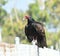 Turkey Vulture, Cathartes aura, perched atop a chain-link fence