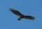 Turkey vulture, Cathartes aura, Single bird in flight, Tulum beach, Mexico