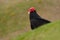 Turkey vulture, Cathartes aura, ugly black bird with red head, sitting on green grass meadow, Falkland Islands