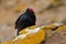 Turkey vulture, Cathartes aura, ugly black bird with red head, sitting on yellow moss stone, Falkland Islands