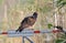 Turkey vulture (Cathartes) perched on an entrance sign